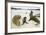 Galapagos Sea Lion Family-DLILLC-Framed Photographic Print