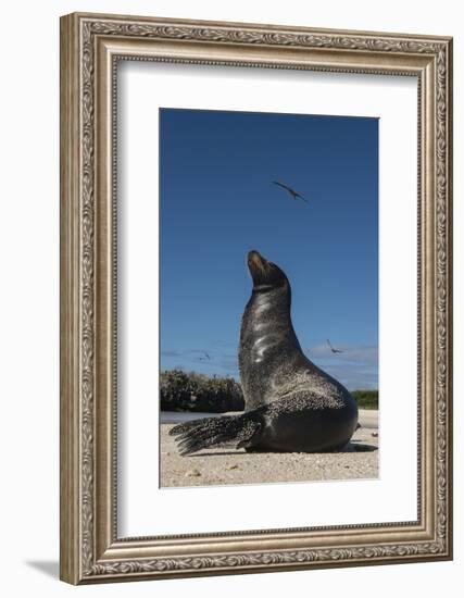 Galapagos Sea Lion Galapagos, Ecuador-Pete Oxford-Framed Photographic Print