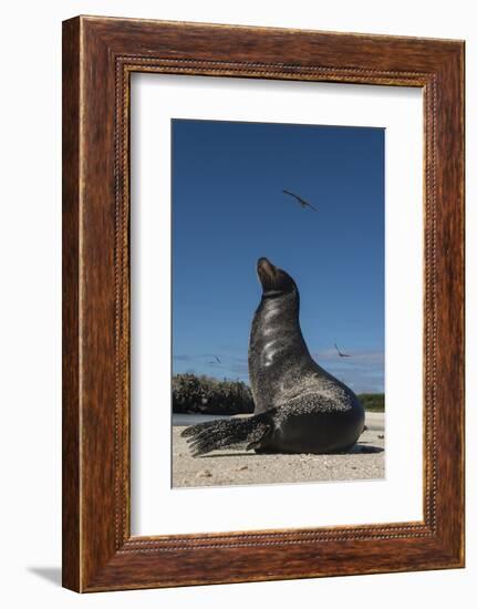 Galapagos Sea Lion Galapagos, Ecuador-Pete Oxford-Framed Photographic Print