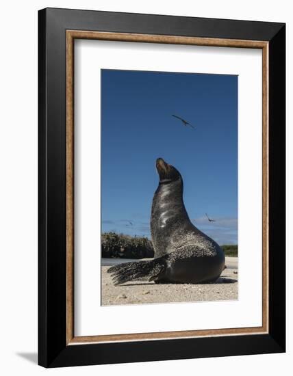 Galapagos Sea Lion Galapagos, Ecuador-Pete Oxford-Framed Photographic Print