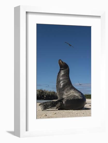 Galapagos Sea Lion Galapagos, Ecuador-Pete Oxford-Framed Photographic Print