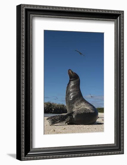 Galapagos Sea Lion Galapagos, Ecuador-Pete Oxford-Framed Photographic Print