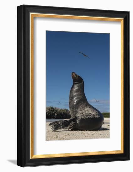 Galapagos Sea Lion Galapagos, Ecuador-Pete Oxford-Framed Photographic Print