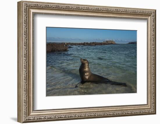 Galapagos Sea Lion Galapagos, Ecuador-Pete Oxford-Framed Photographic Print