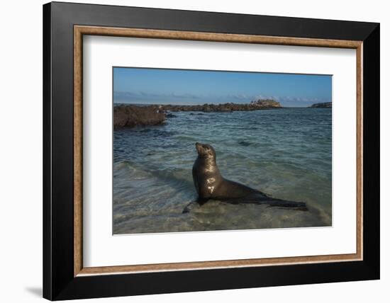 Galapagos Sea Lion Galapagos, Ecuador-Pete Oxford-Framed Photographic Print