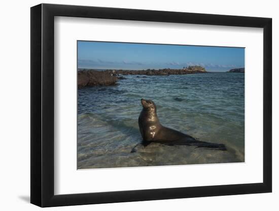 Galapagos Sea Lion Galapagos, Ecuador-Pete Oxford-Framed Photographic Print