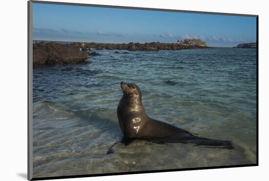 Galapagos Sea Lion Galapagos, Ecuador-Pete Oxford-Mounted Photographic Print