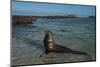 Galapagos Sea Lion Galapagos, Ecuador-Pete Oxford-Mounted Photographic Print