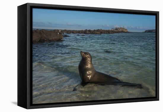 Galapagos Sea Lion Galapagos, Ecuador-Pete Oxford-Framed Premier Image Canvas