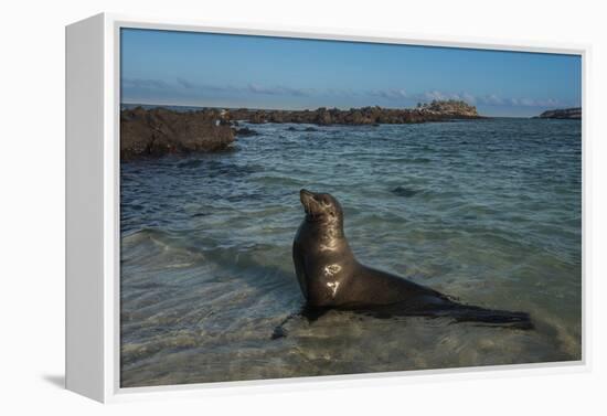 Galapagos Sea Lion Galapagos, Ecuador-Pete Oxford-Framed Premier Image Canvas