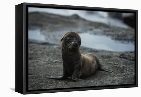 Galapagos Sea Lion Galapagos, Ecuador-Pete Oxford-Framed Premier Image Canvas