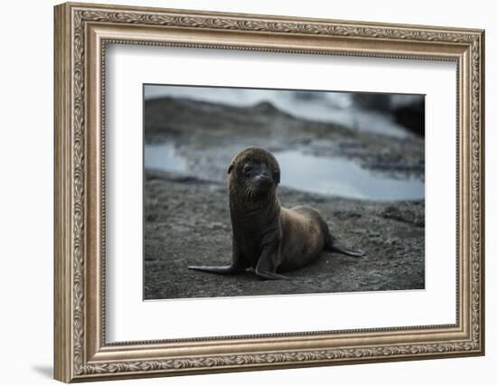 Galapagos Sea Lion Galapagos, Ecuador-Pete Oxford-Framed Photographic Print