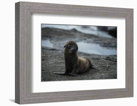 Galapagos Sea Lion Galapagos, Ecuador-Pete Oxford-Framed Photographic Print