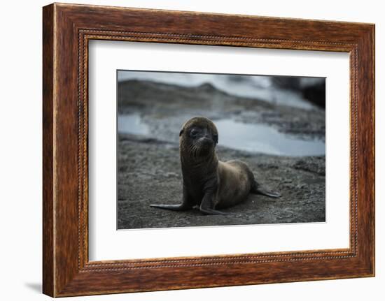 Galapagos Sea Lion Galapagos, Ecuador-Pete Oxford-Framed Photographic Print