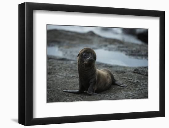 Galapagos Sea Lion Galapagos, Ecuador-Pete Oxford-Framed Photographic Print