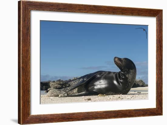 Galapagos Sea Lion, Galapagos, Ecuador-Pete Oxford-Framed Photographic Print