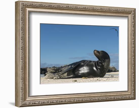 Galapagos Sea Lion, Galapagos, Ecuador-Pete Oxford-Framed Photographic Print