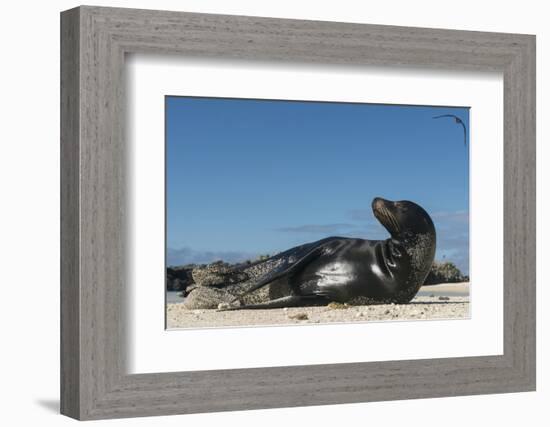 Galapagos Sea Lion, Galapagos, Ecuador-Pete Oxford-Framed Photographic Print