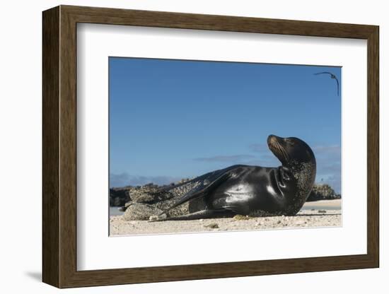 Galapagos Sea Lion, Galapagos, Ecuador-Pete Oxford-Framed Photographic Print