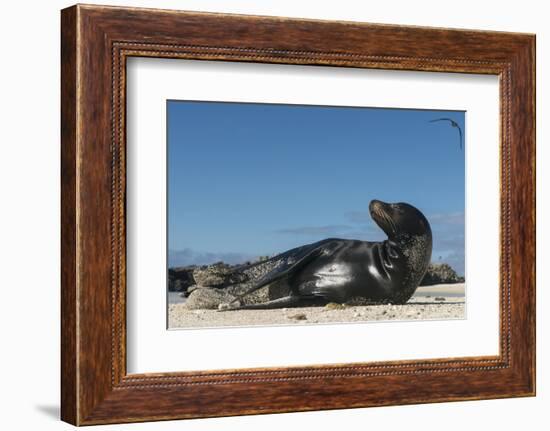 Galapagos Sea Lion, Galapagos, Ecuador-Pete Oxford-Framed Photographic Print