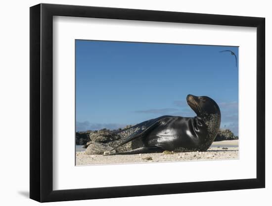 Galapagos Sea Lion, Galapagos, Ecuador-Pete Oxford-Framed Photographic Print