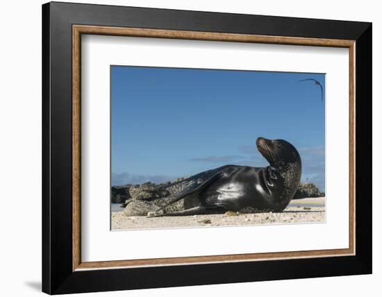 Galapagos Sea Lion, Galapagos, Ecuador-Pete Oxford-Framed Photographic Print