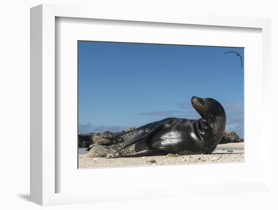 Galapagos Sea Lion, Galapagos, Ecuador-Pete Oxford-Framed Photographic Print