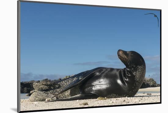 Galapagos Sea Lion, Galapagos, Ecuador-Pete Oxford-Mounted Photographic Print