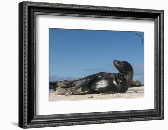 Galapagos Sea Lion, Galapagos, Ecuador-Pete Oxford-Framed Photographic Print