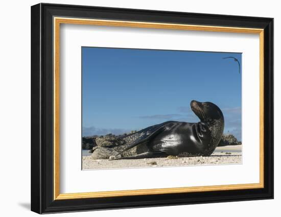 Galapagos Sea Lion, Galapagos, Ecuador-Pete Oxford-Framed Photographic Print