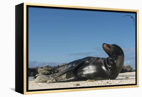 Galapagos Sea Lion, Galapagos, Ecuador-Pete Oxford-Framed Premier Image Canvas