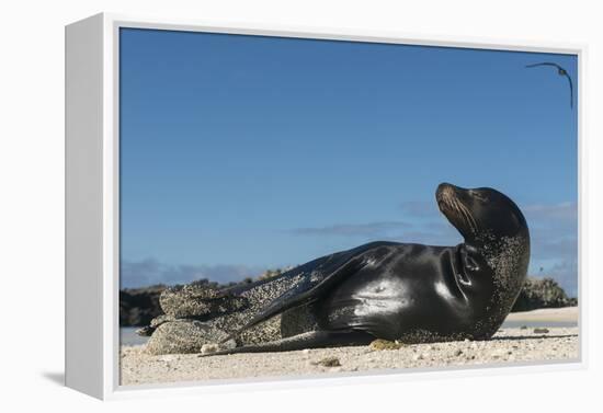 Galapagos Sea Lion, Galapagos, Ecuador-Pete Oxford-Framed Premier Image Canvas