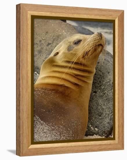 Galapagos Sea Lion, Gardner Bay, Espaola Island, Galapagos Islands, Ecuador-Pete Oxford-Framed Premier Image Canvas