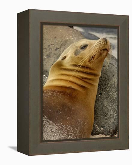 Galapagos Sea Lion, Gardner Bay, Espaola Island, Galapagos Islands, Ecuador-Pete Oxford-Framed Premier Image Canvas