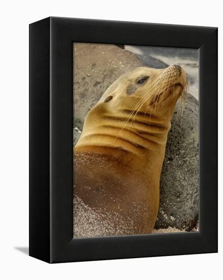 Galapagos Sea Lion, Gardner Bay, Espaola Island, Galapagos Islands, Ecuador-Pete Oxford-Framed Premier Image Canvas