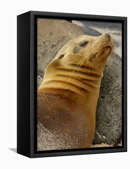 Galapagos Sea Lion, Gardner Bay, Espaola Island, Galapagos Islands, Ecuador-Pete Oxford-Framed Premier Image Canvas