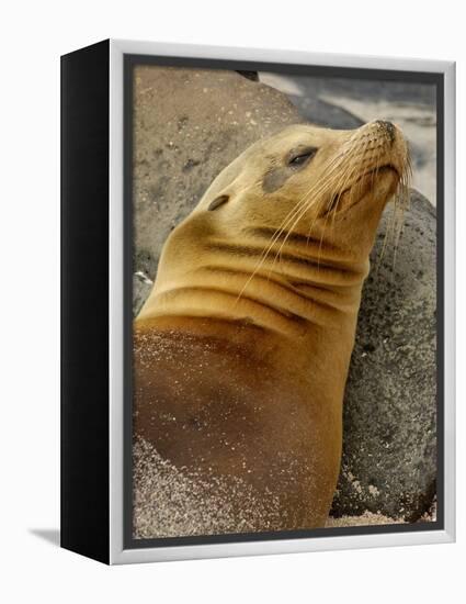 Galapagos Sea Lion, Gardner Bay, Espaola Island, Galapagos Islands, Ecuador-Pete Oxford-Framed Premier Image Canvas