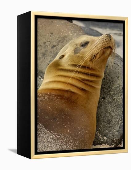 Galapagos Sea Lion, Gardner Bay, Espaola Island, Galapagos Islands, Ecuador-Pete Oxford-Framed Premier Image Canvas