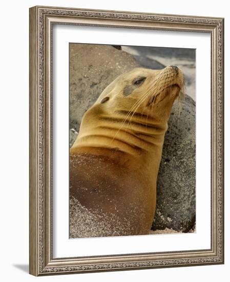 Galapagos Sea Lion, Gardner Bay, Espaola Island, Galapagos Islands, Ecuador-Pete Oxford-Framed Photographic Print