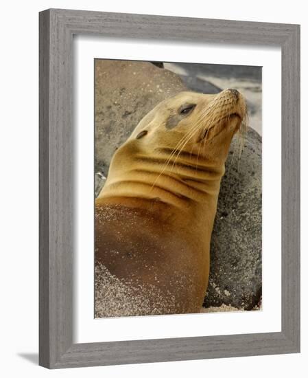 Galapagos Sea Lion, Gardner Bay, Espaola Island, Galapagos Islands, Ecuador-Pete Oxford-Framed Photographic Print