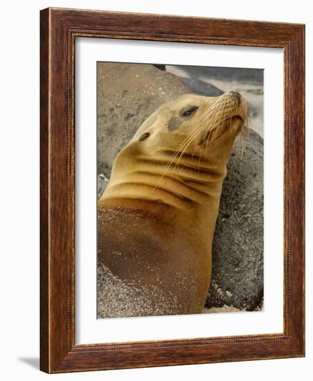 Galapagos Sea Lion, Gardner Bay, Espaola Island, Galapagos Islands, Ecuador-Pete Oxford-Framed Photographic Print