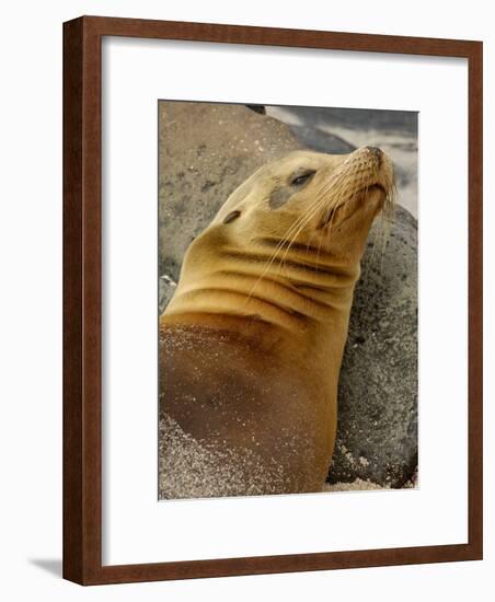 Galapagos Sea Lion, Gardner Bay, Espaola Island, Galapagos Islands, Ecuador-Pete Oxford-Framed Photographic Print