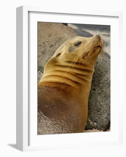 Galapagos Sea Lion, Gardner Bay, Espaola Island, Galapagos Islands, Ecuador-Pete Oxford-Framed Photographic Print