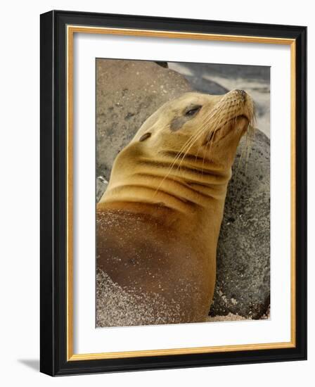 Galapagos Sea Lion, Gardner Bay, Espaola Island, Galapagos Islands, Ecuador-Pete Oxford-Framed Photographic Print