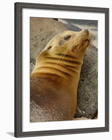 Galapagos Sea Lion, Gardner Bay, Espaola Island, Galapagos Islands, Ecuador-Pete Oxford-Framed Photographic Print