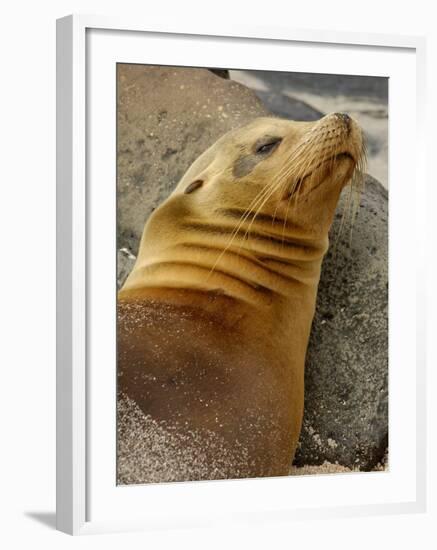 Galapagos Sea Lion, Gardner Bay, Espaola Island, Galapagos Islands, Ecuador-Pete Oxford-Framed Photographic Print