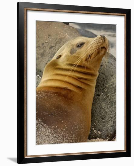 Galapagos Sea Lion, Gardner Bay, Espaola Island, Galapagos Islands, Ecuador-Pete Oxford-Framed Photographic Print