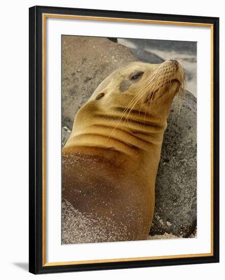 Galapagos Sea Lion, Gardner Bay, Espaola Island, Galapagos Islands, Ecuador-Pete Oxford-Framed Photographic Print