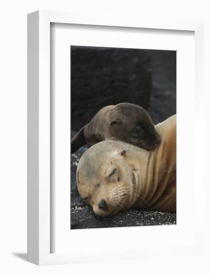 Galapagos Sea Lion Mom and New Pup, Rabida Island, Galapagos, Ecuador-Pete Oxford-Framed Photographic Print