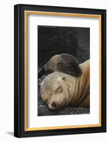 Galapagos Sea Lion Mom and New Pup, Rabida Island, Galapagos, Ecuador-Pete Oxford-Framed Photographic Print